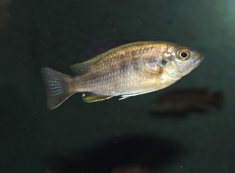 Gephyrochromis lawsi 'Londo'